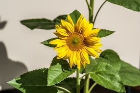 sunflower in the front garden