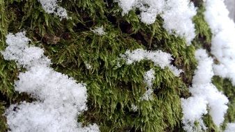 winter forest snow in Poland