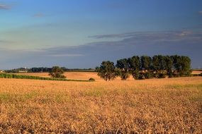 cereal field in the sunlight