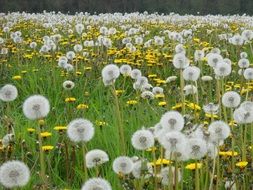 Landscape with the meadow of dandelions