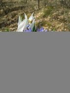 Spring Blue Flower Field Green N3