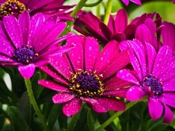 bright pink garden flowers after rain