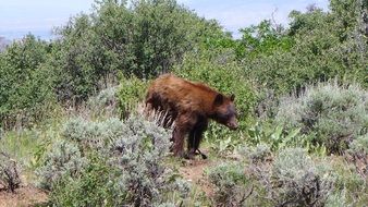 Bear in Gunnison,Colorado