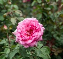 pink lush rose on a garden bush
