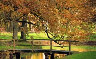 wooden bridge over a stream under yellow trees
