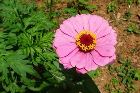 gentle Zinnia Flower