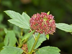 plant with spherical inflorescence close-up