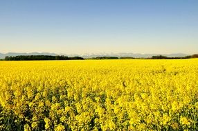 flowering rapeseed on the field