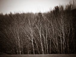 dark gloomy forest in autumn