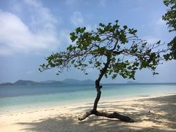 trees on the sandy beach of thailand