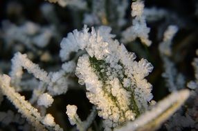 frozen tree branch in the forest