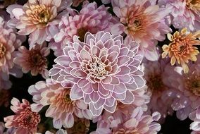 bouquet of pale pink flowers close-up