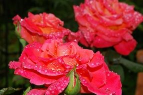 dew drops on the rose petals