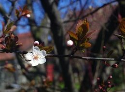 flowering branch of a plum tree on a sunny day