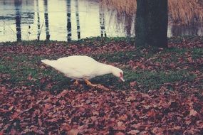 duck near the pond