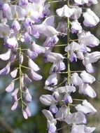 branches of pale purple wisteria close-up