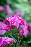 bush with bright pink small roses close-up
