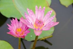 pink water lily flower on a pond with green leaves
