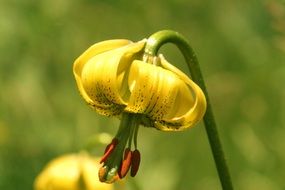 Macro photo of lily of the pyrenees flowers
