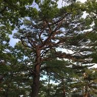 luxurious green pine in the forest