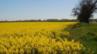 blooming rapeseed in field, russia, Krasnodarskiy Kray