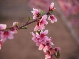 branches with pink flowers of almond tree