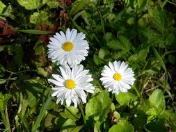 white Daisy Flower in meadow macro