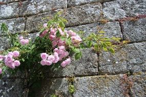 bush of pink roses near a stone wall