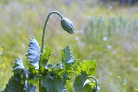 green poppy with buds
