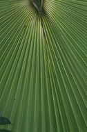 Tropical palm leaf