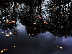 colorful autumn leaves float in the pond