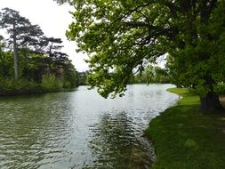 green trees over the lake