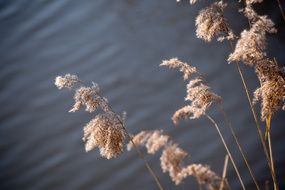 reed like grass