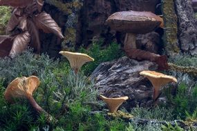 mushrooms among green moss in the forest