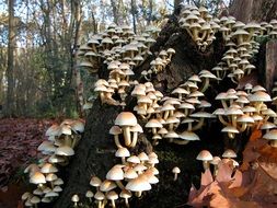 many mushrooms on the tree