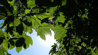 branches with green leaves in the sun