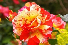 Close-up of the beautiful and colorful painter rose flowers among other flowers