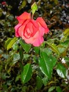 delicate wet rose shrub