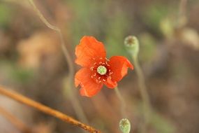 Poppy Flower Red