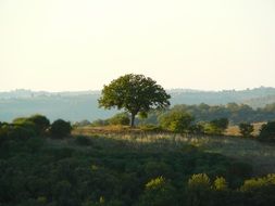 trees on green hills on a sunny day