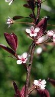 Branch Bush Cherry