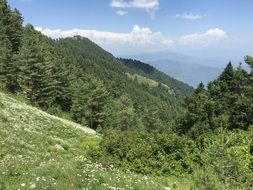 mountain top with trees