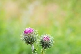 wild thistle flowers