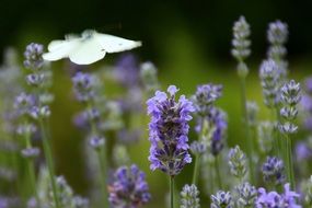 lavender flowers on a field close up