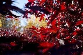 Bright red leaves