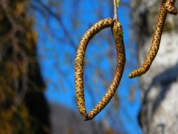 pleasing Weeping Willow