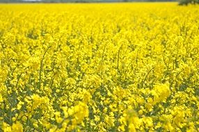 rapeseed is oilseed