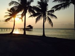 panorama of palm trees and a pier on a romantic sunset background