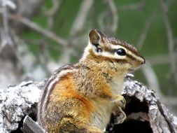 Picture of Chipmunk in the wildlife