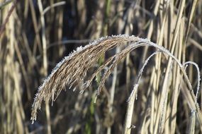 frost on a gray cane